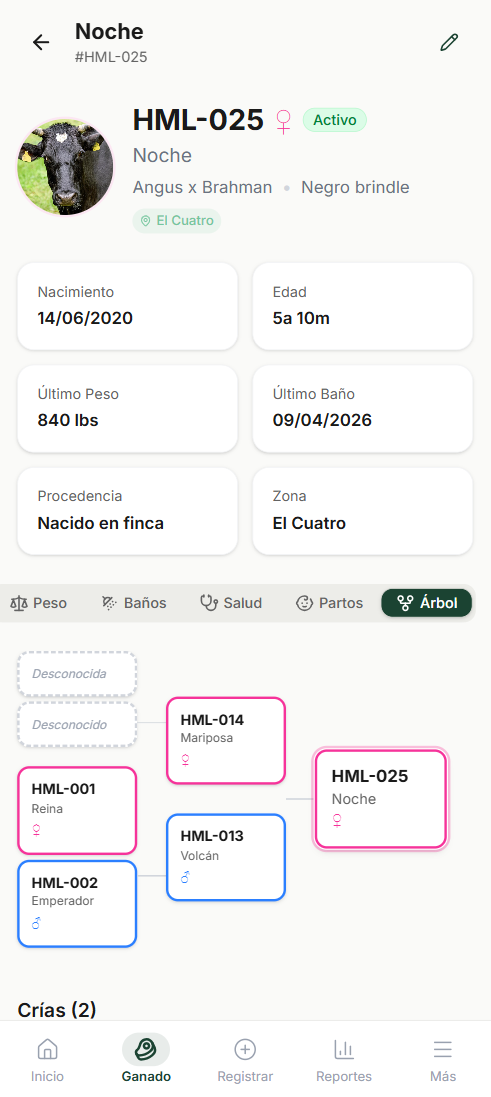 Pantalla Noche HML-025 con árbol genealógico